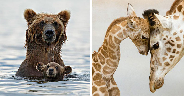 Les 21 Plus Belles Photos D Animaux Avec Papa Et Maman Qui Vous Feront Dire Oooooooh