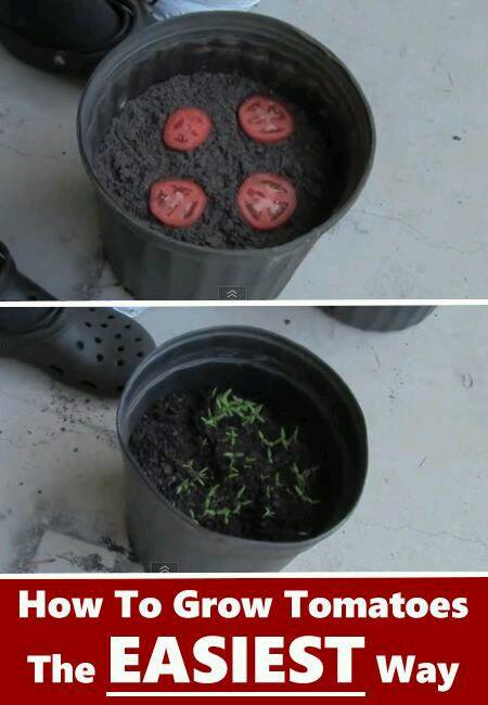 planter une rondelle de tomate