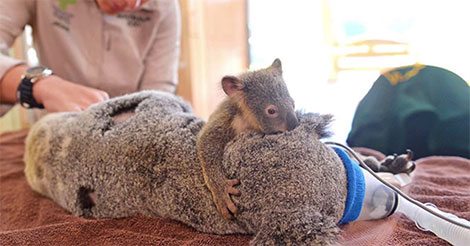 koala-adorable